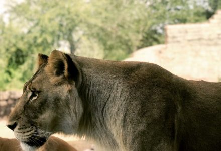 Why You Should Visit the El Paso Zoo