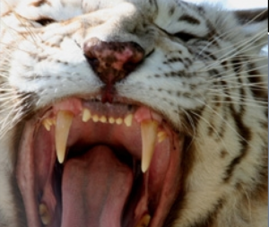 Tiger mouth
