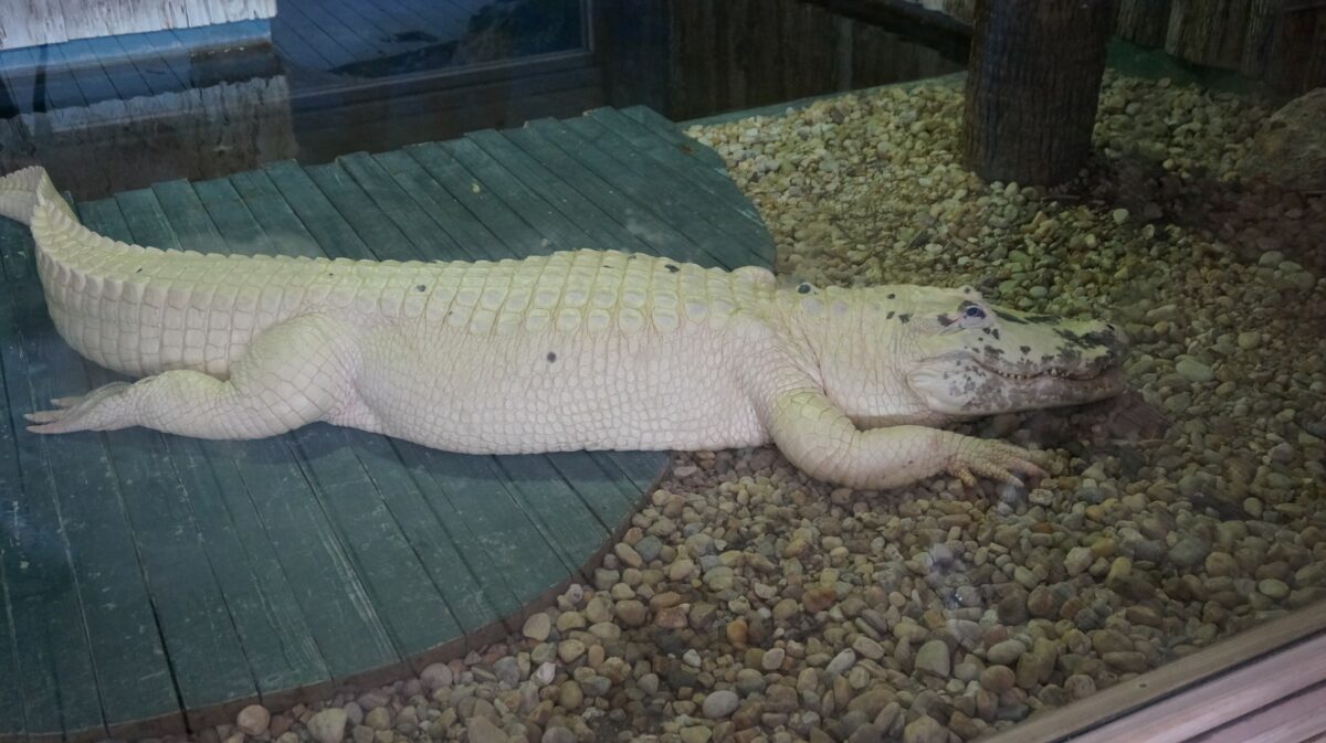 Gatorland albino alligator