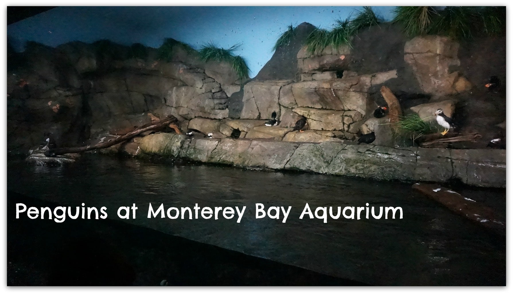 A few years ago we decided to take a California road trip with our girls. I love to travel internationally, but there is something special about a family road trip in the United States. There is so much to see right here in our beautiful country! This was the Monterey aquarium penguins.