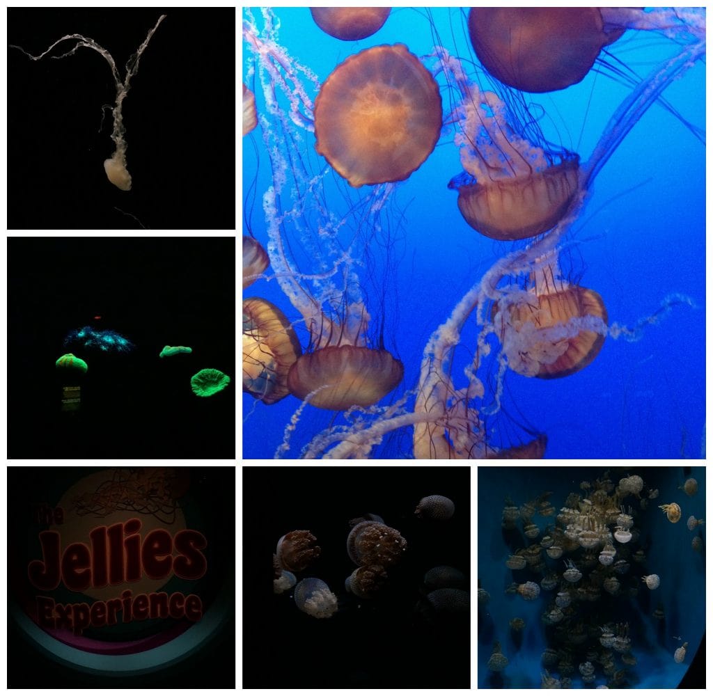 Monterey Bay Aquarium 