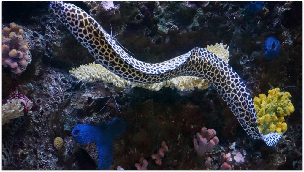 Monterey Bay Aquarium 