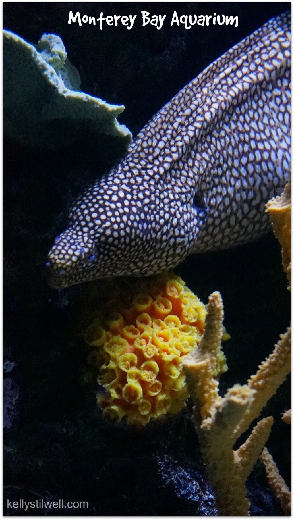 10 Reasons to Visit Monterey Bay Aquarium
