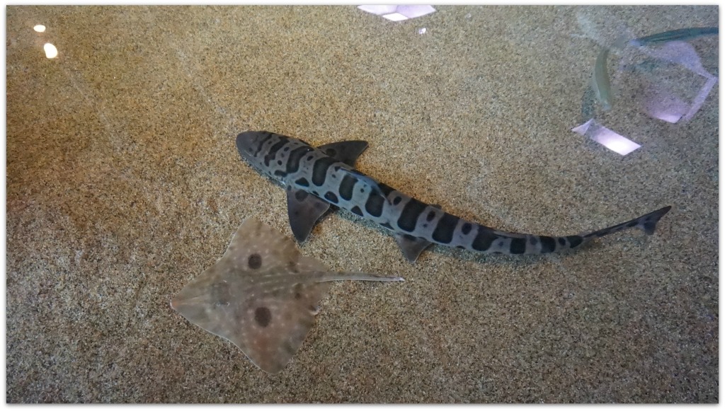 Monterey Bay Aquarium