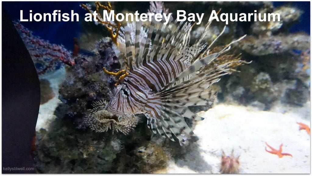 Monterey Bay Aquarium