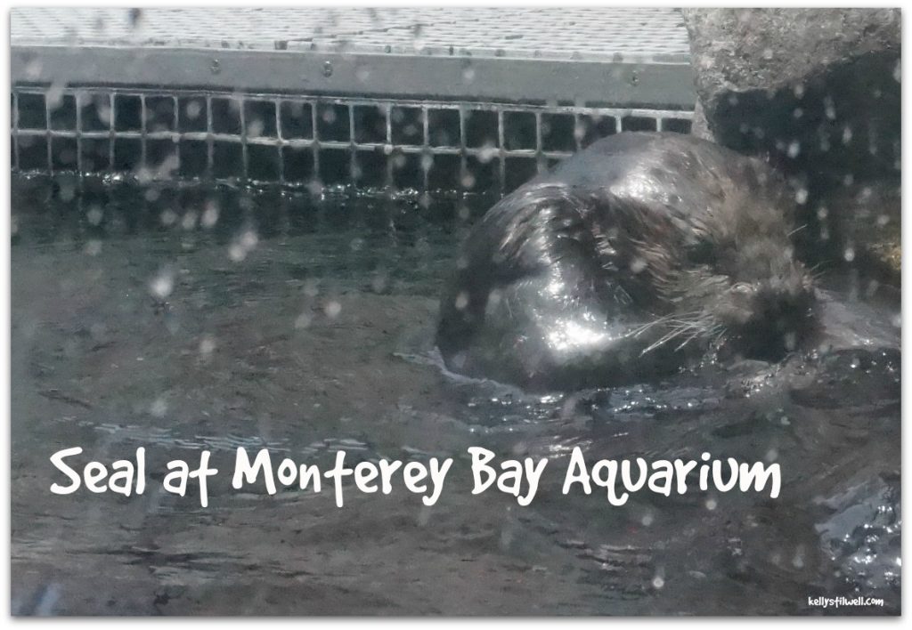 Monterey seals close