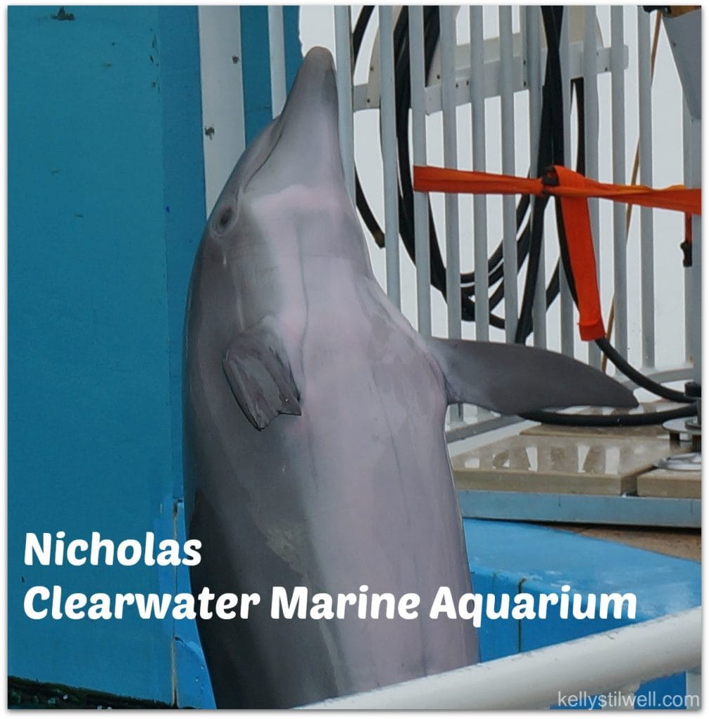 Clearwater Marine Aquarium