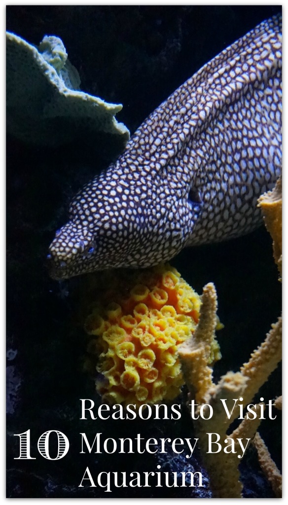 Monterey Bay Aquarium in Monterey, CA is a spectacular family destination you do not want to miss! They have so many marine animals you will want to spend the day!