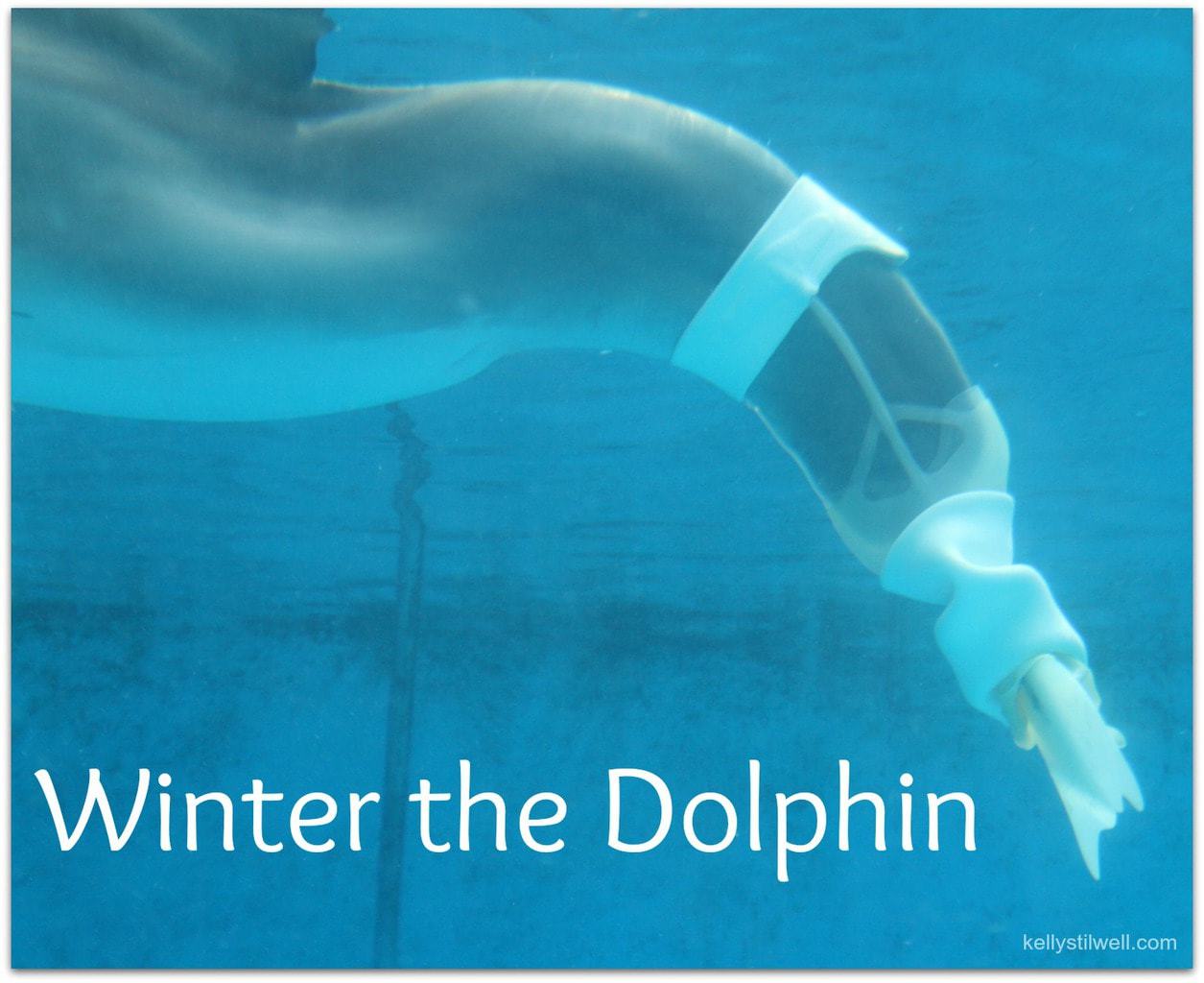 5 Reasons to Visit Clearwater Marine Aquarium, Home of Winter the Dolphin