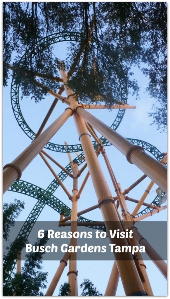  Busch Gardens Tampa is the perfect family vacation destination, whether you are visiting over the summer, spring, fall or winter, and especially for the Christmas holidays when they have their xmas decorations up!