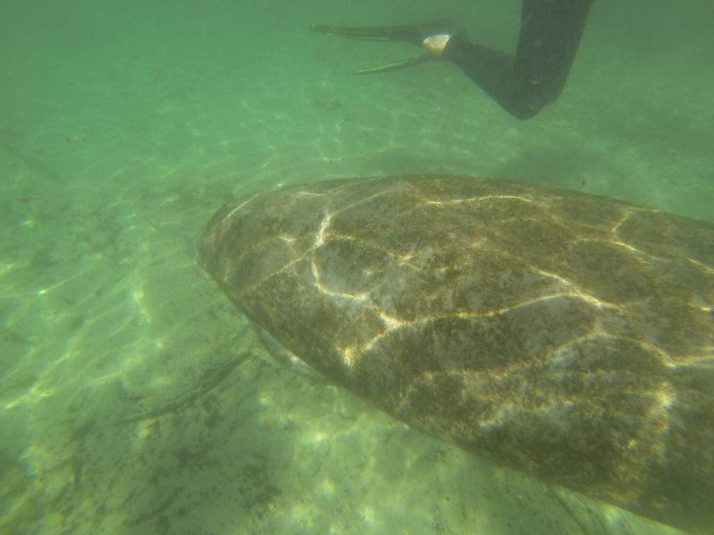 Manatee at crystal river