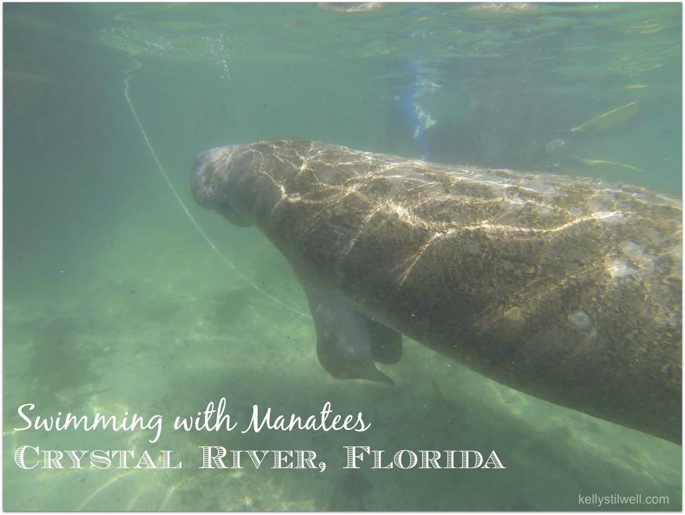 Swimming with manatees