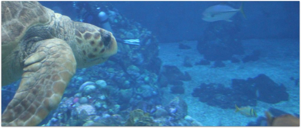 The Seas with Nemo and Friends is a fun an educational activity when you are visiting EPCOT. Visit in the heat of the day to relax and enjoy the marine animals and other fun adventures.