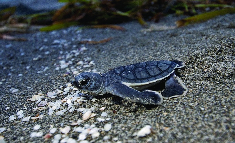 I love living in Bradenton Florida. We love the sun, the beach, warm weather (almost) all year long, and we just adore the nature. 