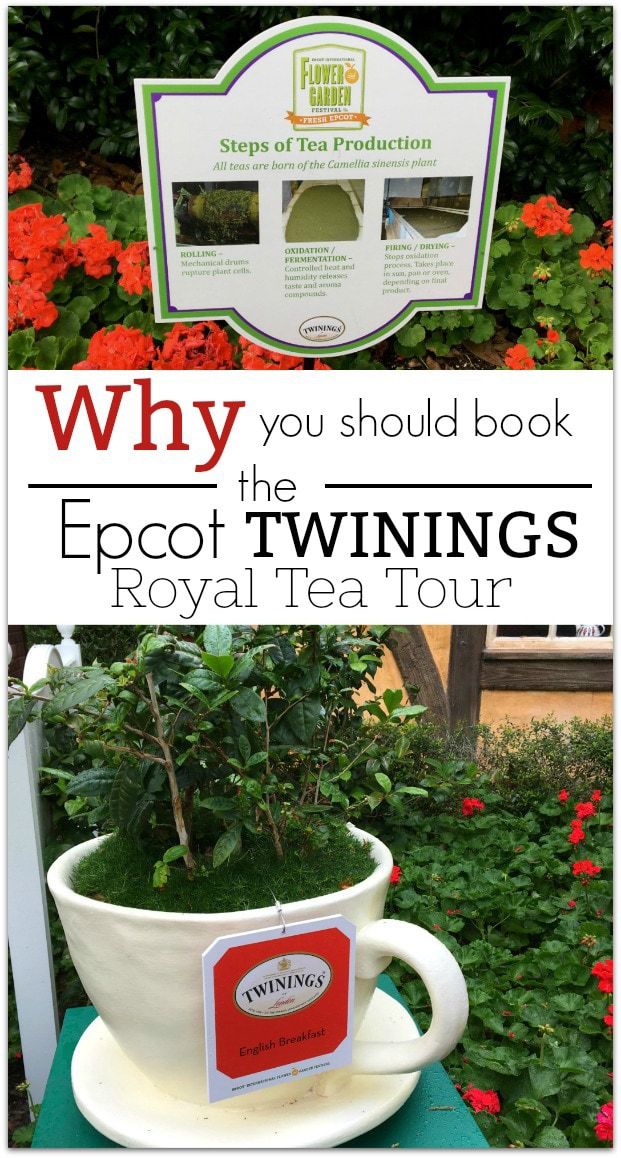 twinings tea factory tour