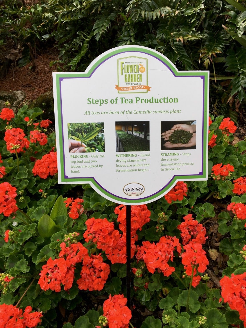 The Twinings Royal Tea Tour at Epcot is a must if you love tea! You'll learn all about plants Twinings uses, and even get a sampling of tea and scones!