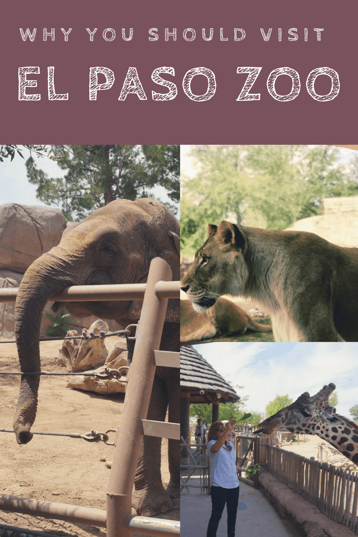 If you are local to El Paso you might already know that the El Paso Zoo is a pretty amazing place to visit. If you're traveling through El Paso, you should definitely put the El Paso Zoo on your list of things to do.