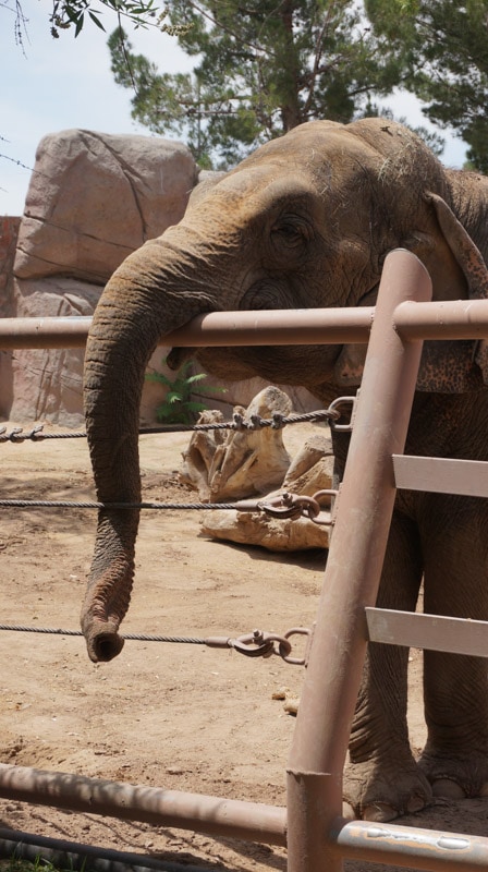 If you are local to El Paso you might already know that the El Paso Zoo is a pretty amazing place to visit. If you're traveling through El Paso, you should definitely put the El Paso Zoo on your list of things to do.