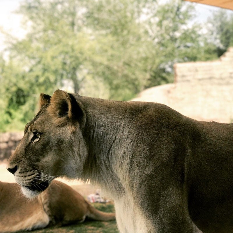 If you are local to El Paso you might already know that the El Paso Zoo is a pretty amazing place to visit. If you're traveling through El Paso, you should definitely put the El Paso Zoo on your list of things to do.