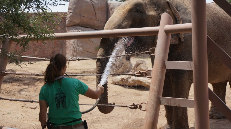 If you are local to El Paso you might already know that the El Paso Zoo is a pretty amazing place to visit. If you're traveling through El Paso, you should definitely put the El Paso Zoo on your list of things to do.