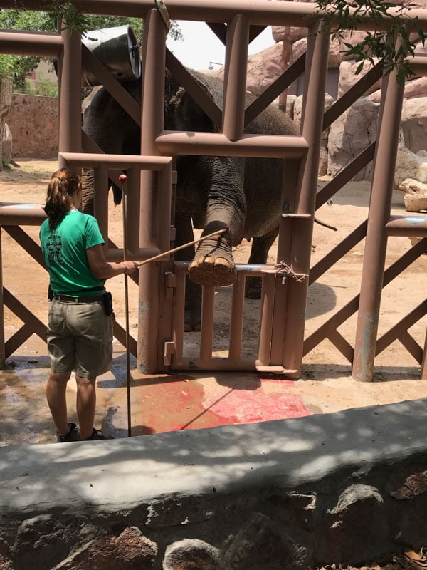 If you are local to El Paso you might already know that the El Paso Zoo is a pretty amazing place to visit. If you're traveling through El Paso, you should definitely put the El Paso Zoo on your list of things to do.