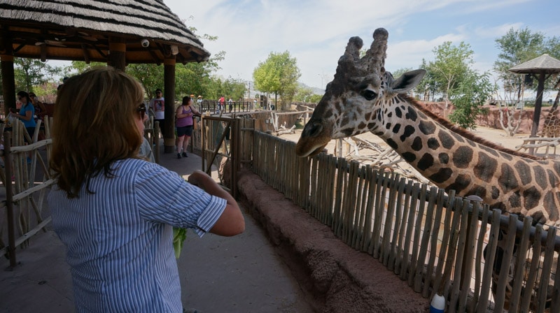 If you are local to El Paso you might already know that the El Paso Zoo is a pretty amazing place to visit. If you're traveling through El Paso, you should definitely put the El Paso Zoo on your list of things to do.