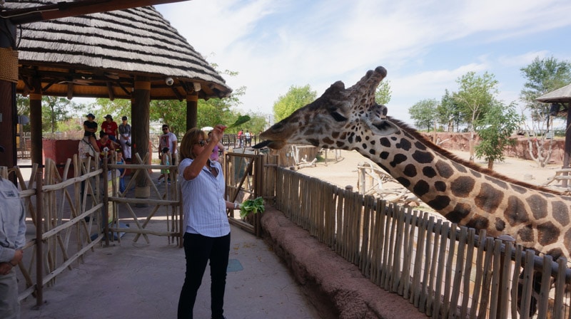 If you are local to El Paso you might already know that the El Paso Zoo is a pretty amazing place to visit. If you're traveling through El Paso, you should definitely put the El Paso Zoo on your list of things to do.