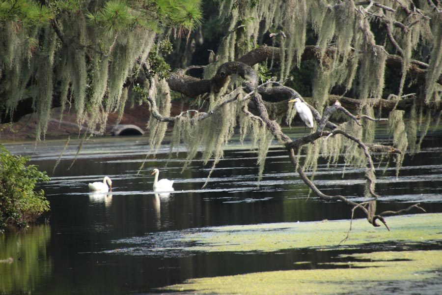 I walked around Airlie Gardens near Wilmington, and I finally understand why so many television shows were filmed there. My pictures don’t do it justice!