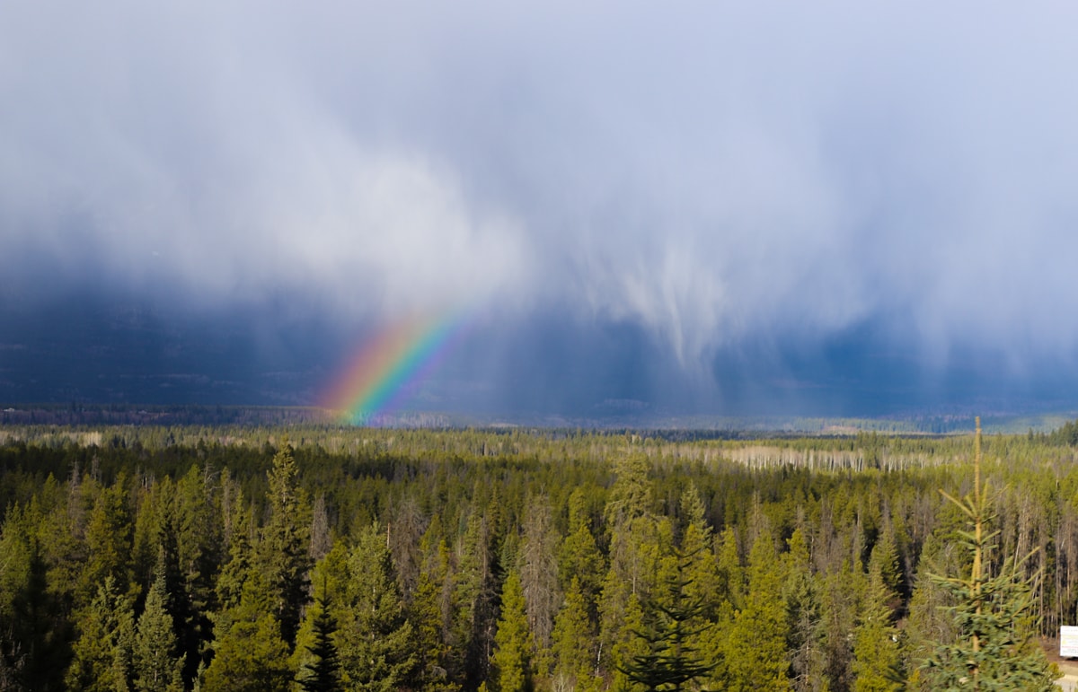 Rainbow and clouds against blue sky over pine trees.