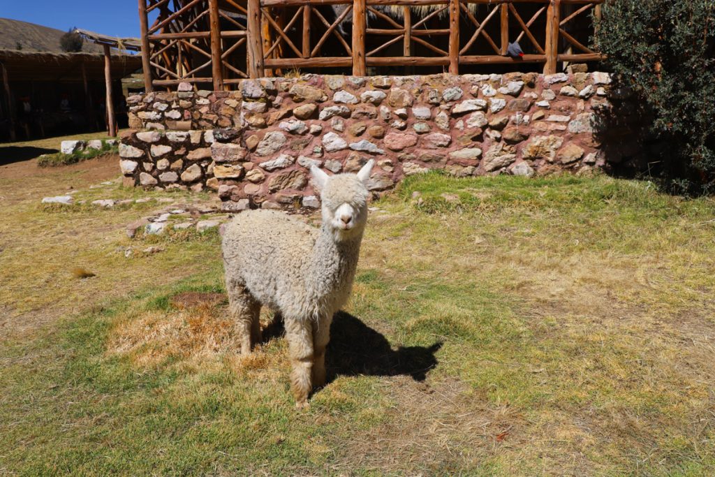 No visit to Sacred Valley Peru is complete without this Cusco tour of Potato Park, locally referred to as Parque de la Papa, where guests can learn about the most important crop to Peruvian cuisine, the potato.