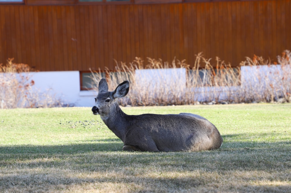 Deer lying down resting.