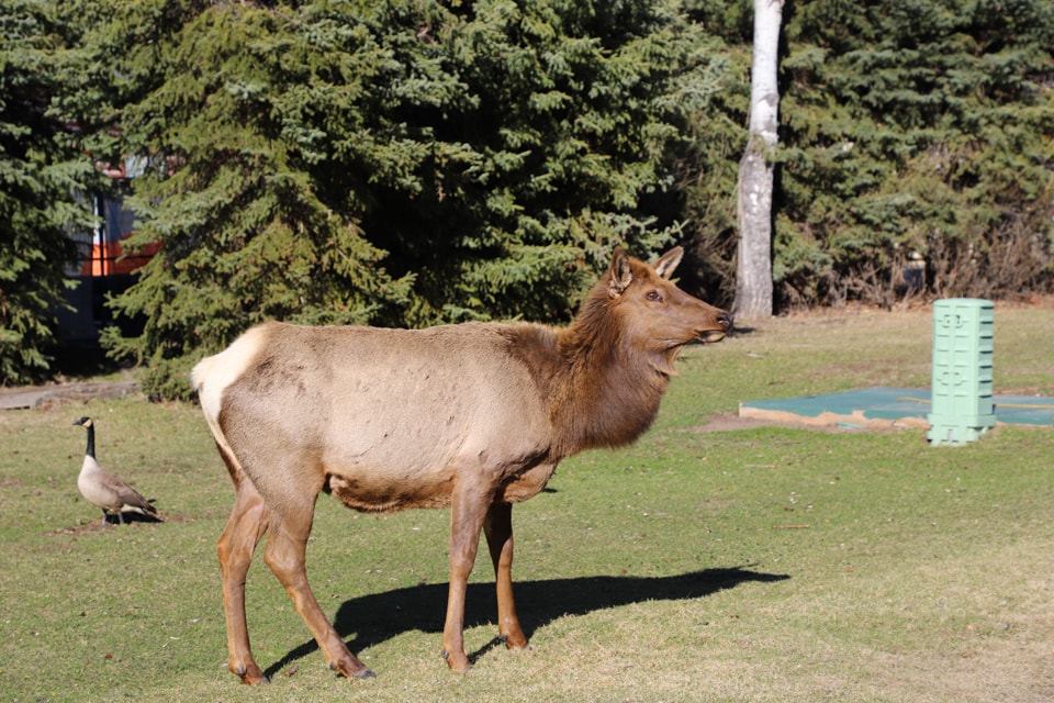 Elk and a mallard duck