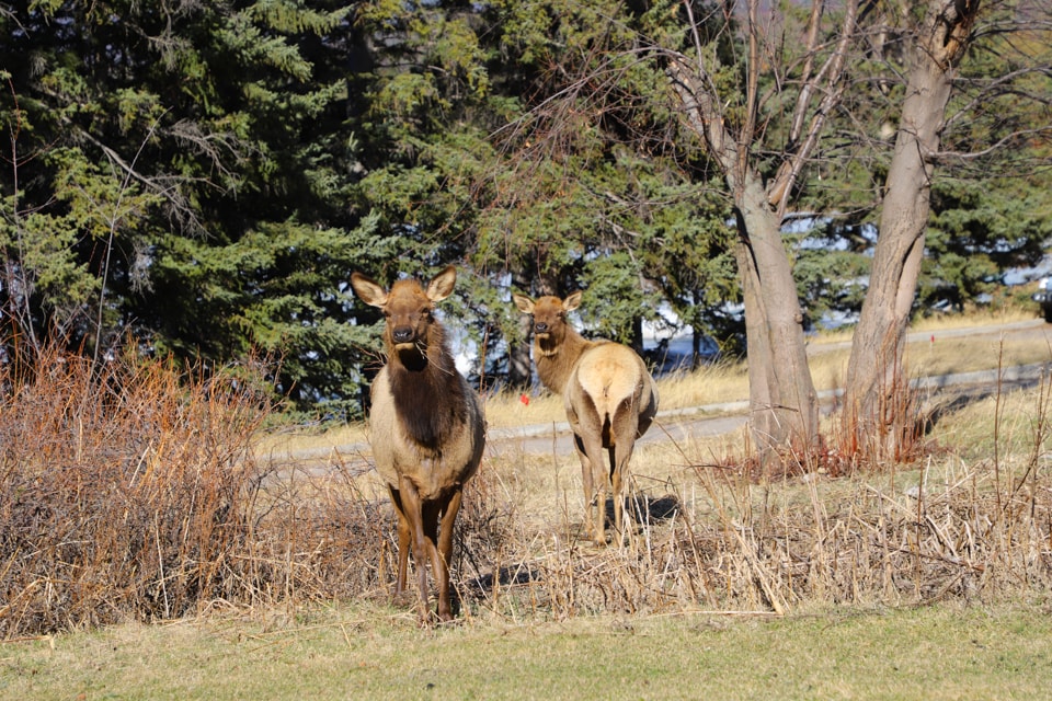 Two elk grazing.