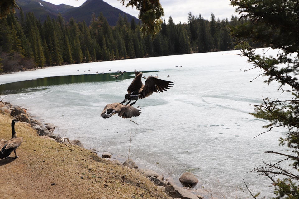 Geese flying over lake.