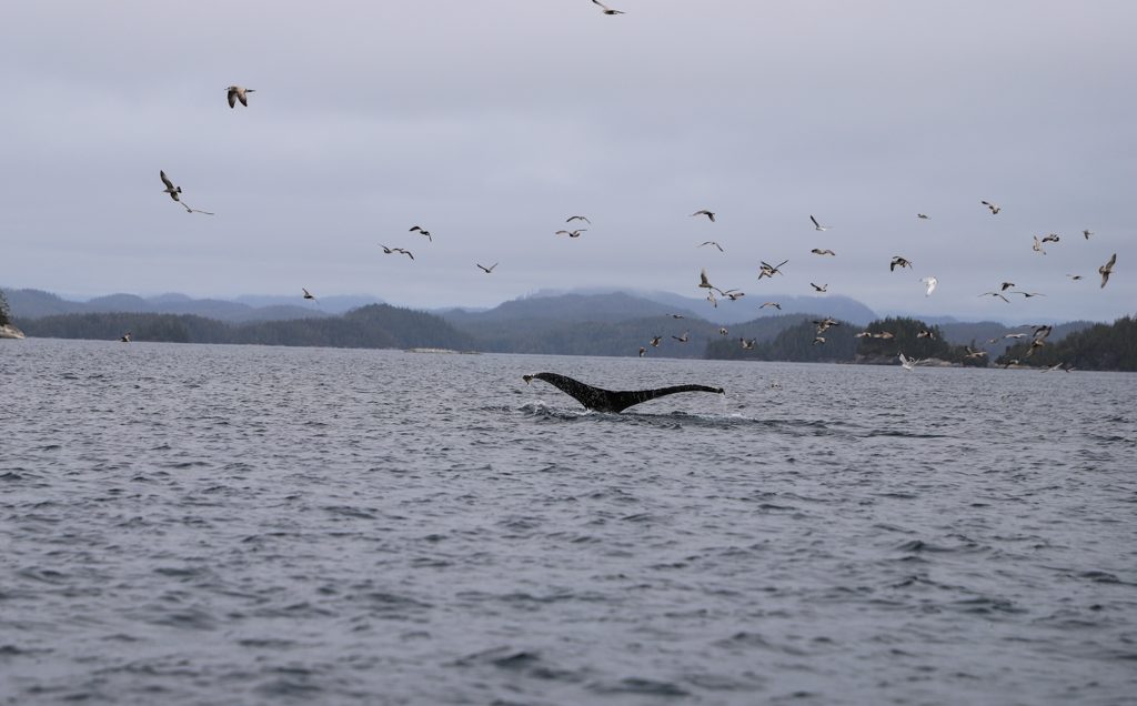 If you've ever thought about a luxury wilderness vacation, Nimmo Bay is the spot. With incredible opportunities to see whales, bears, and other wildlife, nature fans will be in heaven.