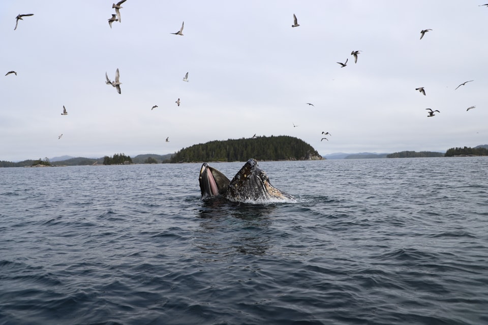 If you've ever thought about a luxury wilderness vacation, Nimmo Bay is the spot. With incredible opportunities to see whales, bears, and other wildlife, nature fans will be in heaven.