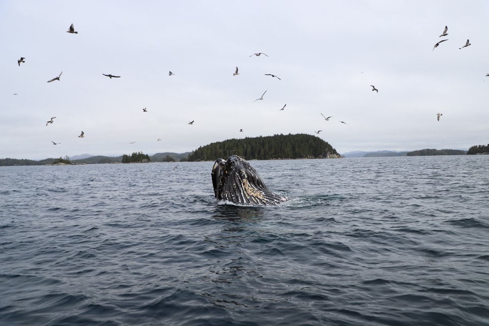 If you've ever thought about a luxury wilderness vacation, Nimmo Bay is the spot. With incredible opportunities to see whales, bears, and other wildlife, nature fans will be in heaven.