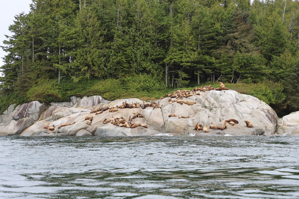 If you've ever thought about a luxury wilderness vacation, Nimmo Bay is the spot. With incredible opportunities to see whales, bears, and other wildlife, nature fans will be in heaven.