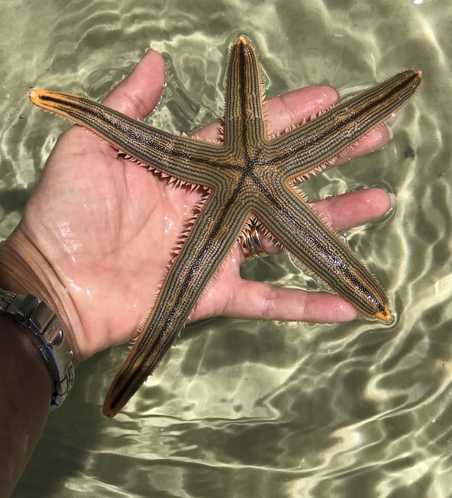 Starfish in hand over water.