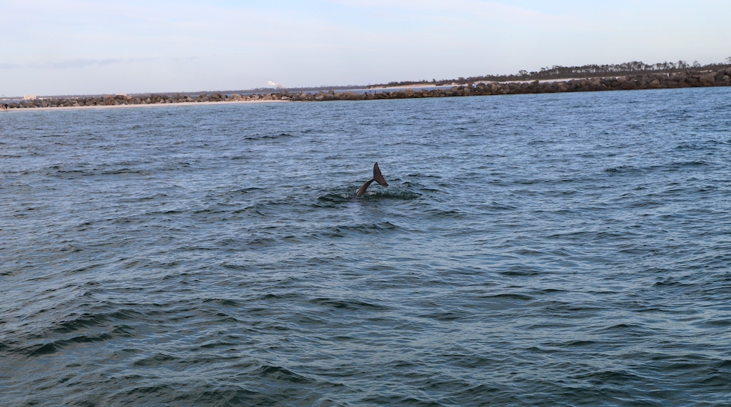 Dolphin tail coming up out of water.