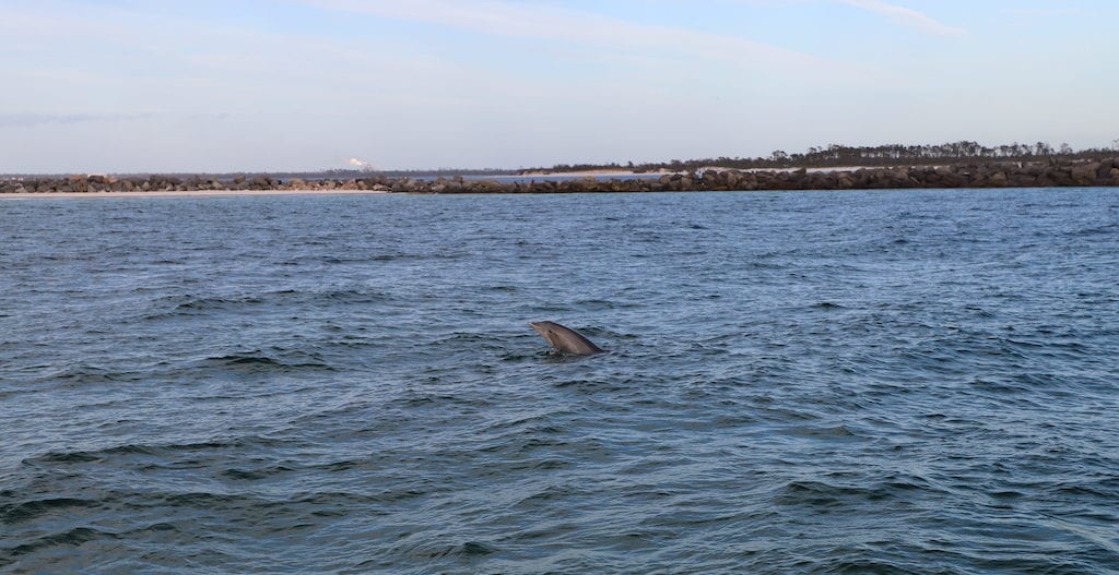 Dolphin head coming up out of water.