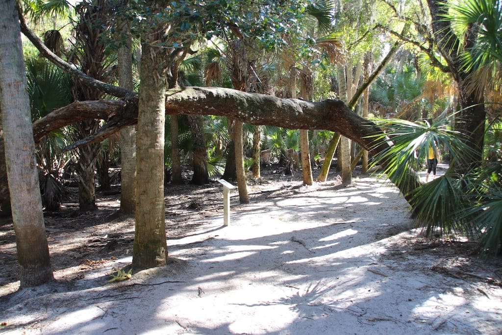 Tree on a hiking path.