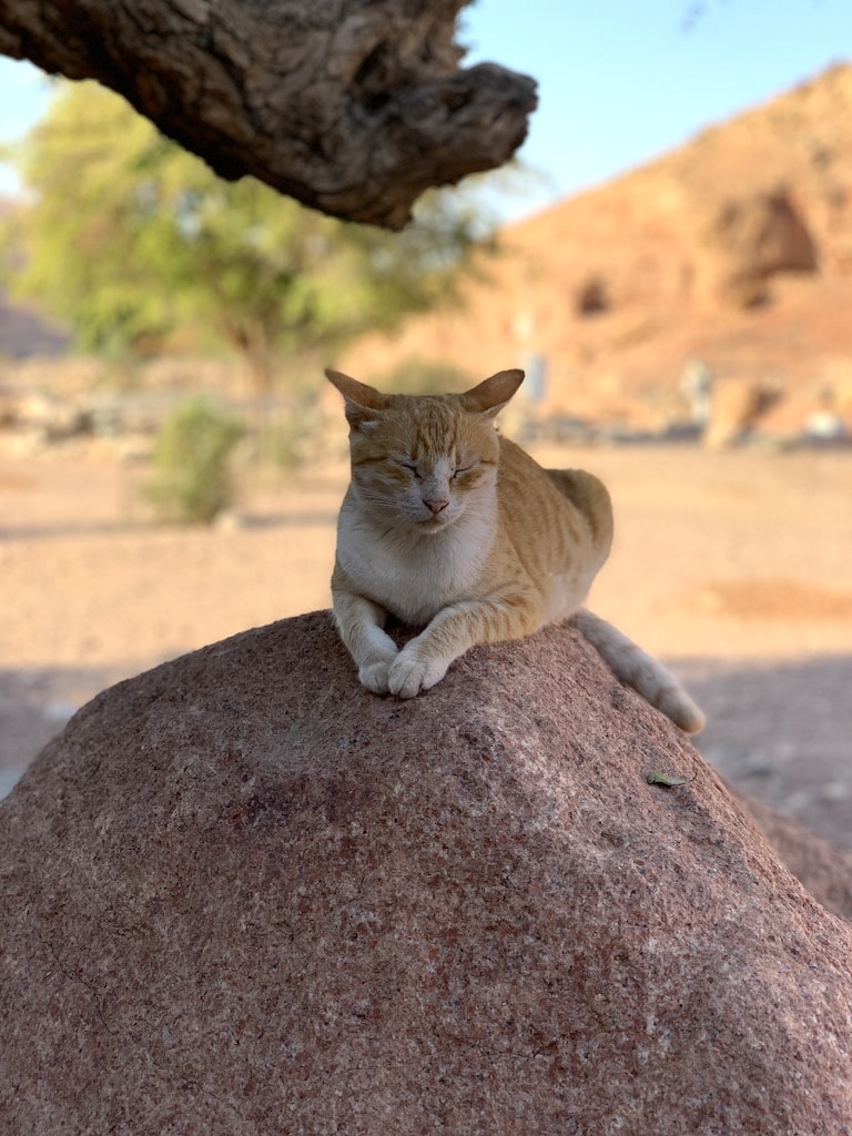 A stay at Feynan Ecolodge provides an immersion into Jordanian life. This was one of my favorite stops during my visit to Jordan.