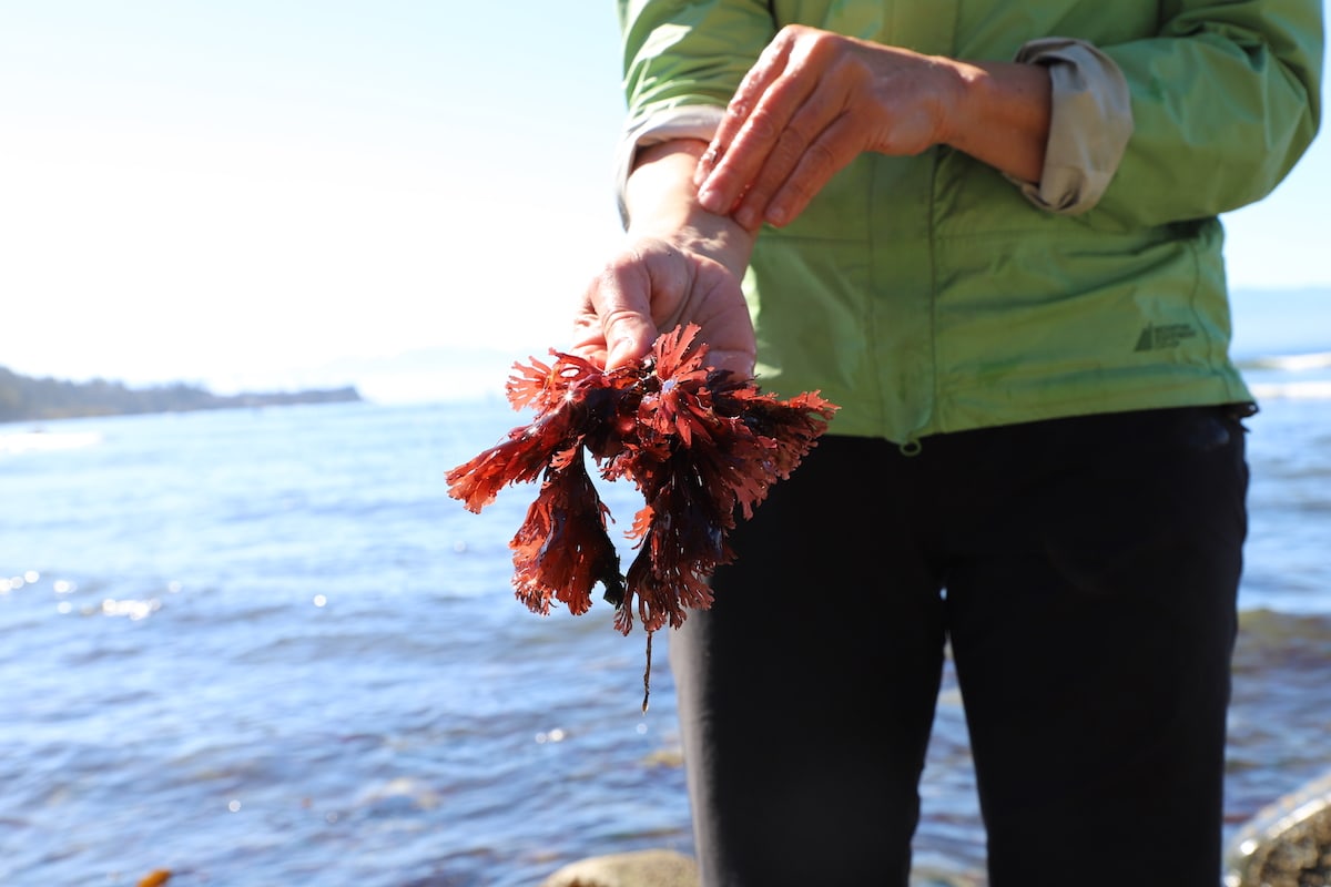 woman holding red seaweed