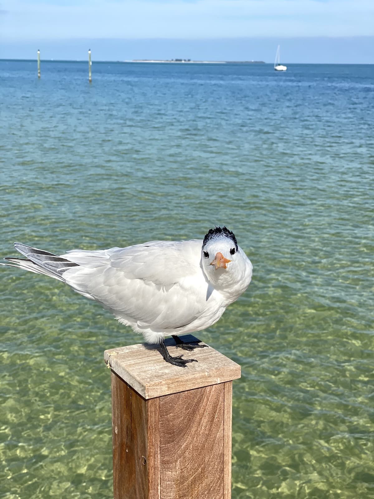 Seagull Anna Maria Island Beaches