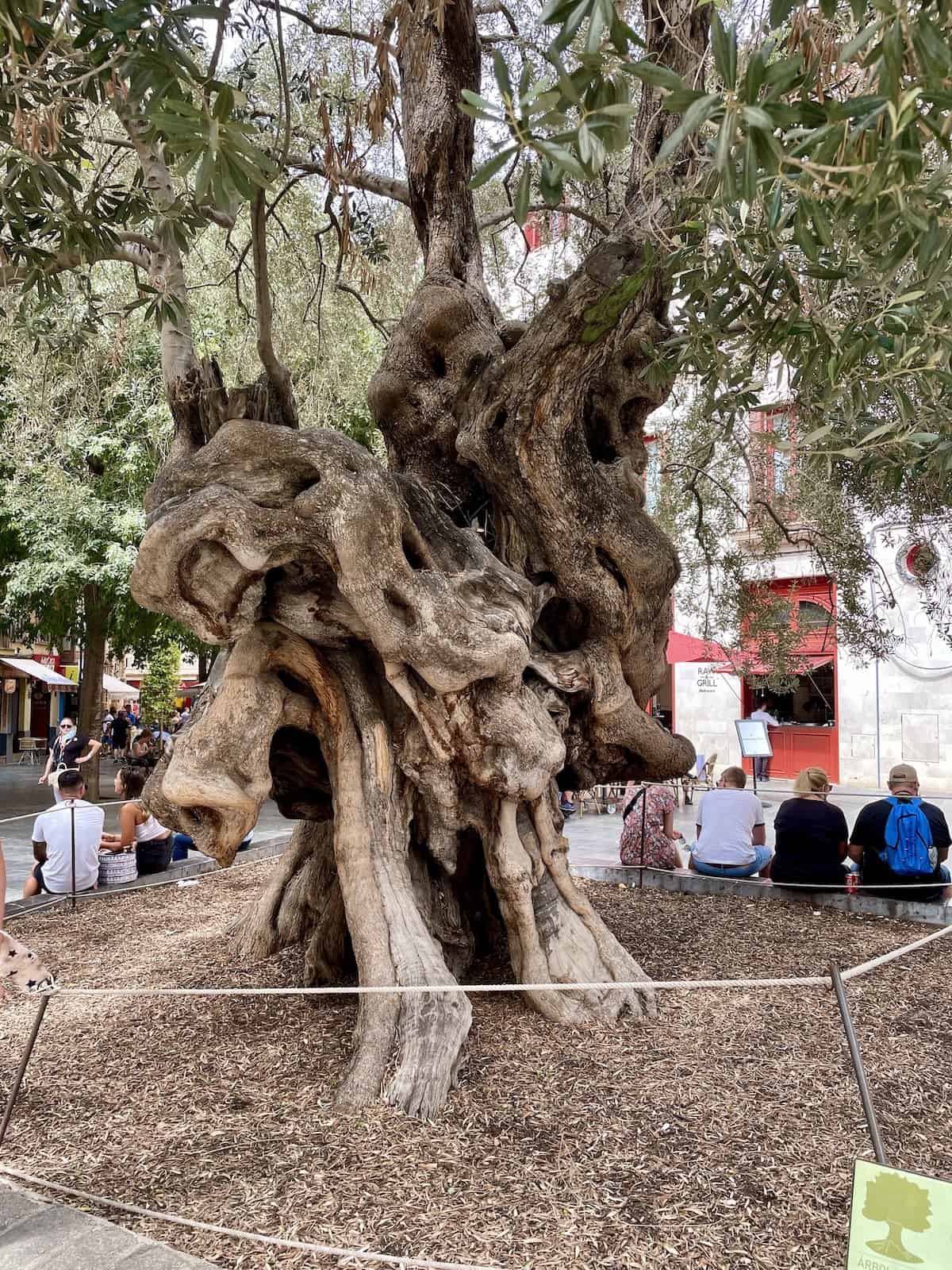 Ancient Olive Tree in Palma de Mallorca