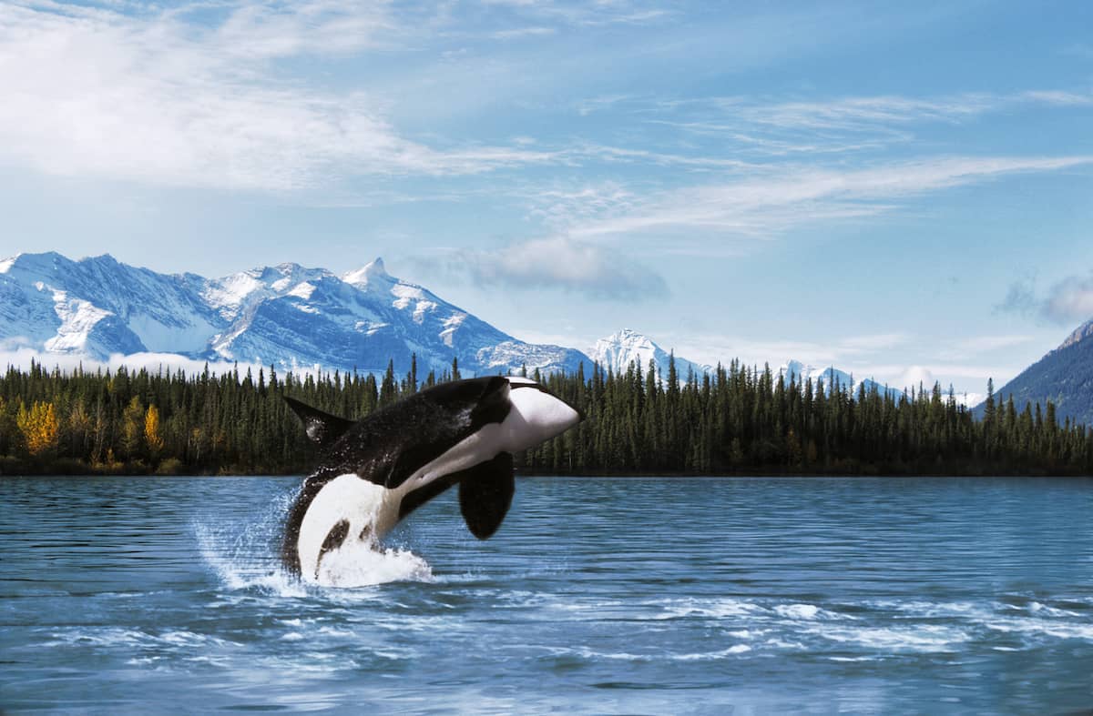 Killer whale breeching.