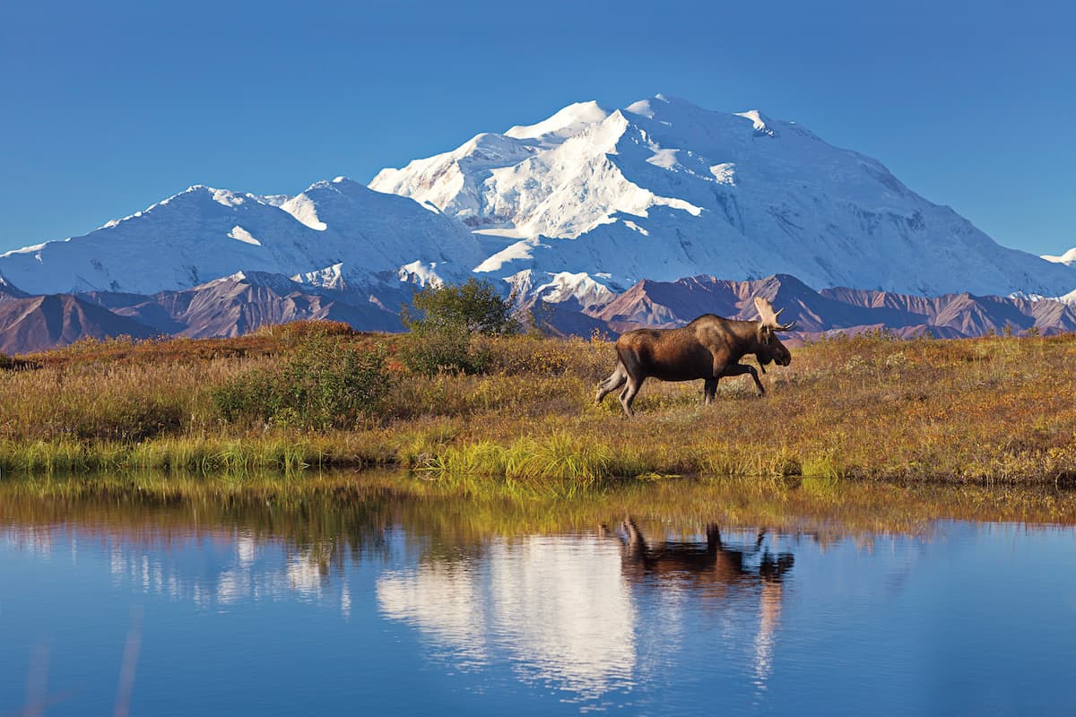 Bull moose reflection in a small kettle pond with the summit of Mt McKinley in the distance.