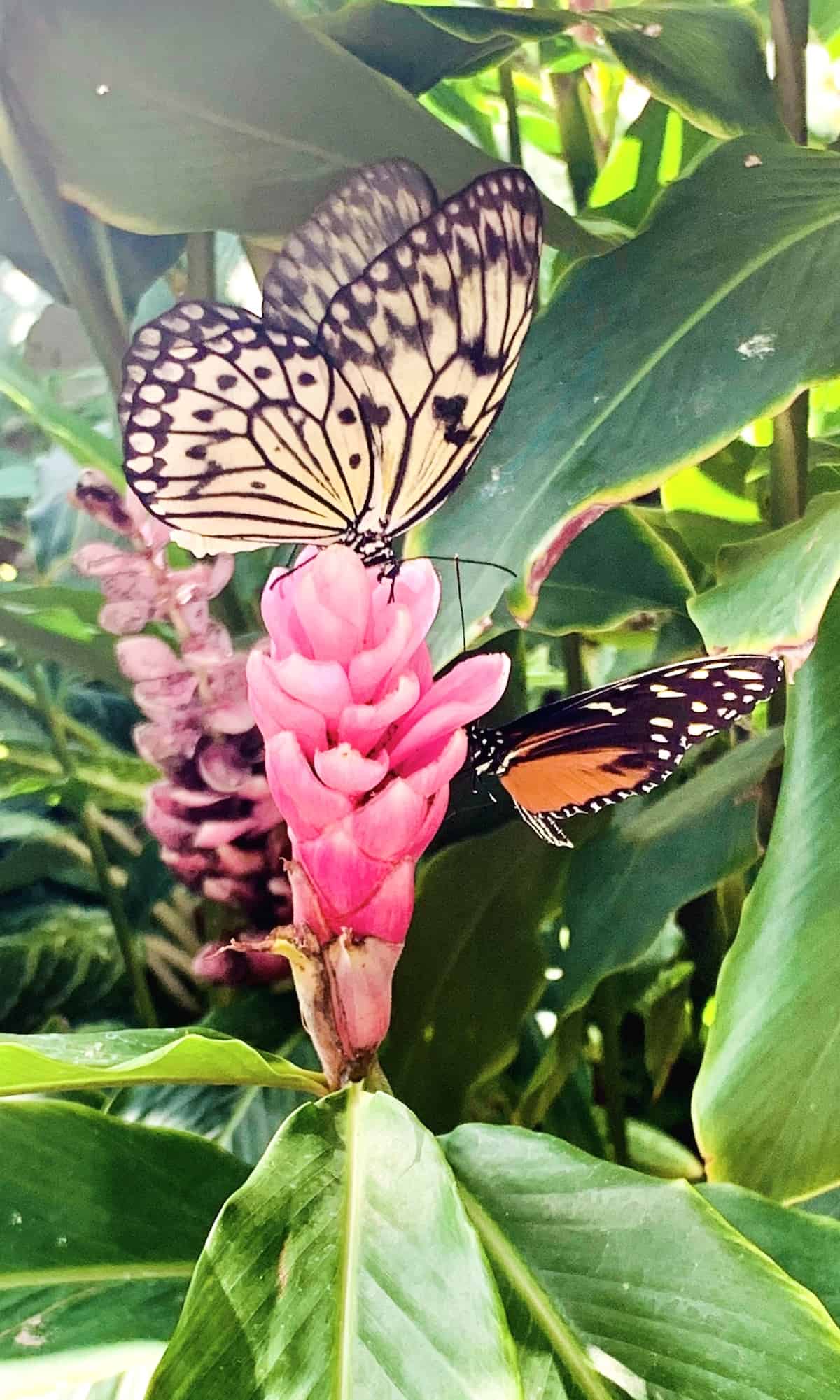 Butterfly on a flower.