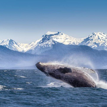Breaching humpback whale in Alaska.